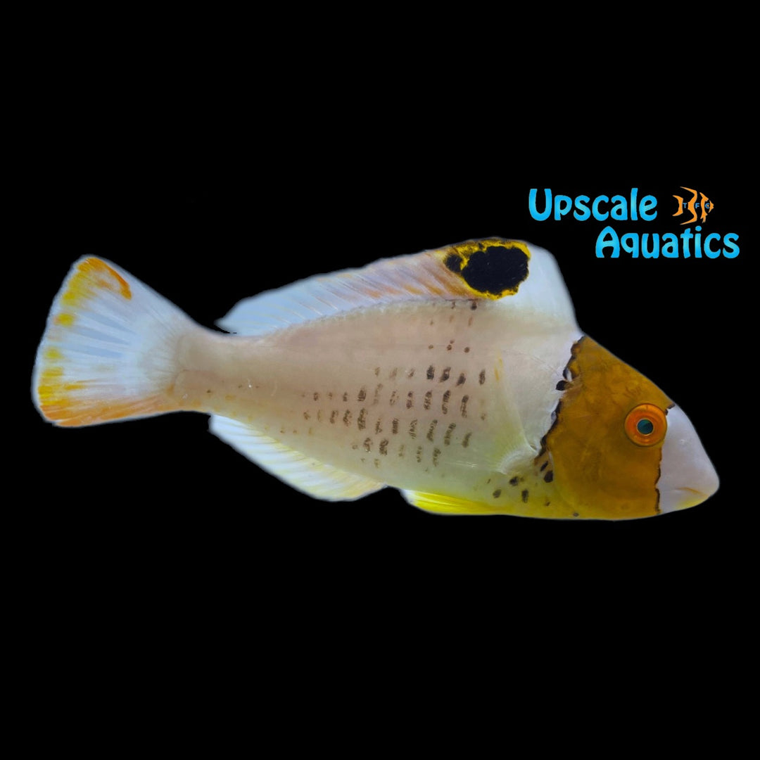 Spotted Parrotfish (Cetoscarus ocellatus)