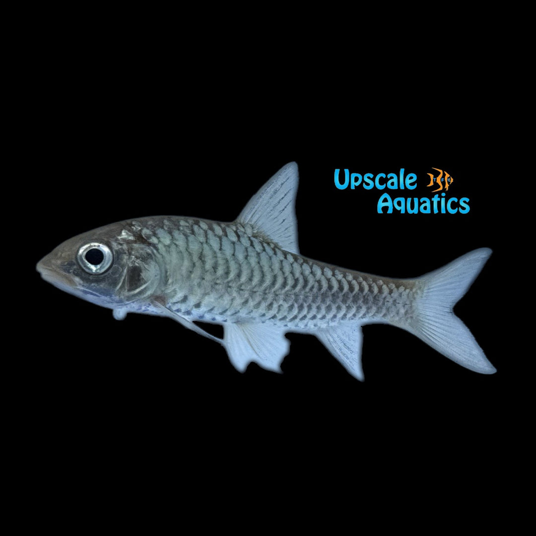Indo Gold Mahseer (Tor soro)