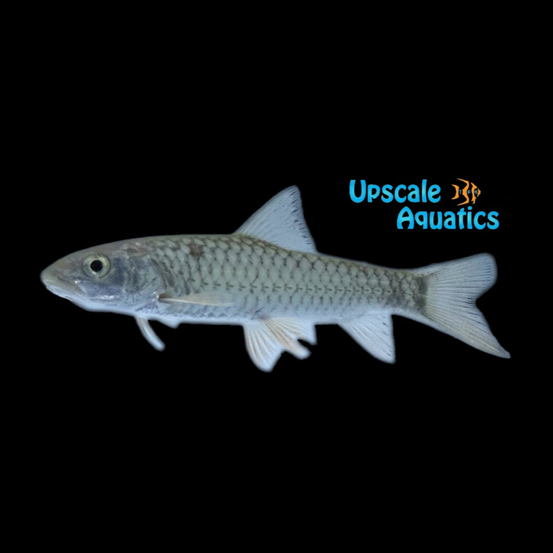 Taiwan Slender Mahseer (Spinibarbus hollandi)
