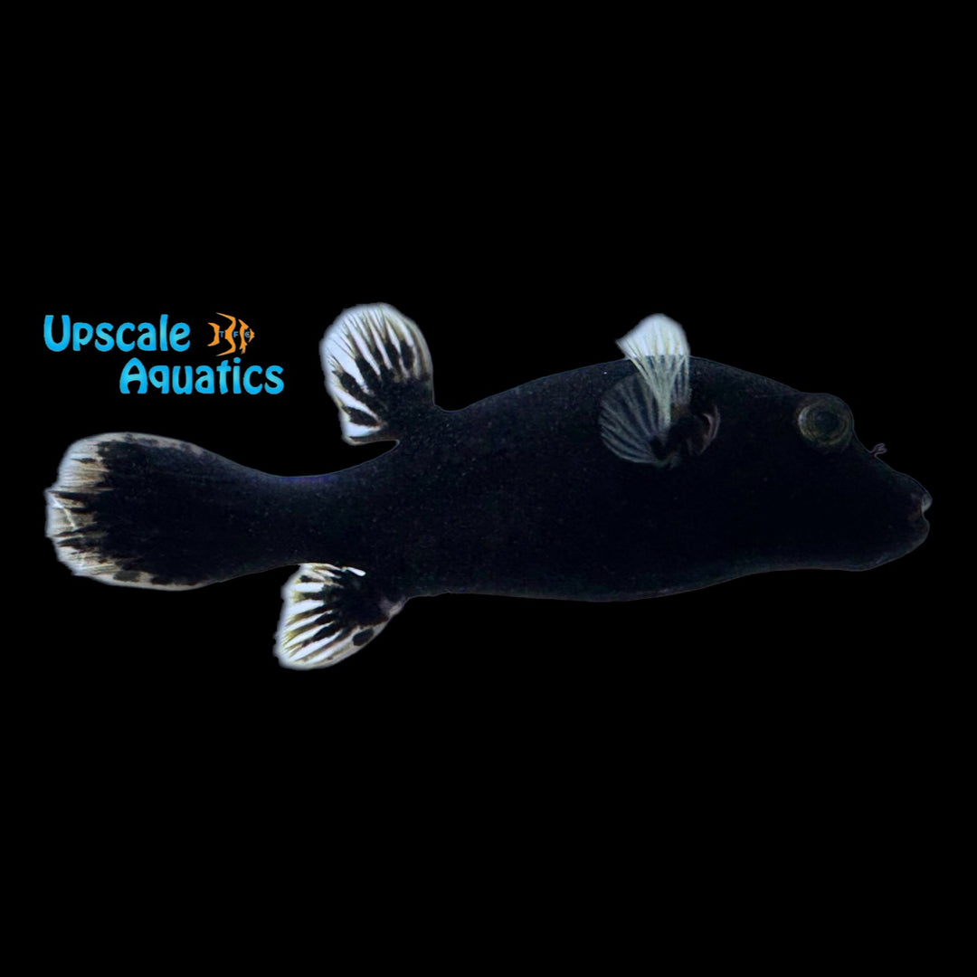 Midnight Dogface Puffer (Arothron cf nigropunctatus)