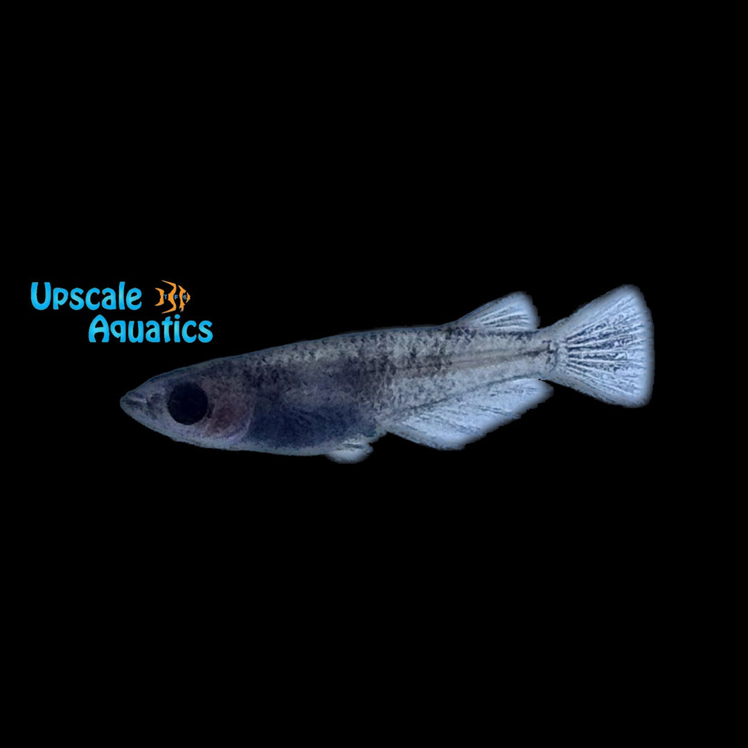 Japanese Ink Medaka Ricefish 'Wazumi' (Oryzias latipes)