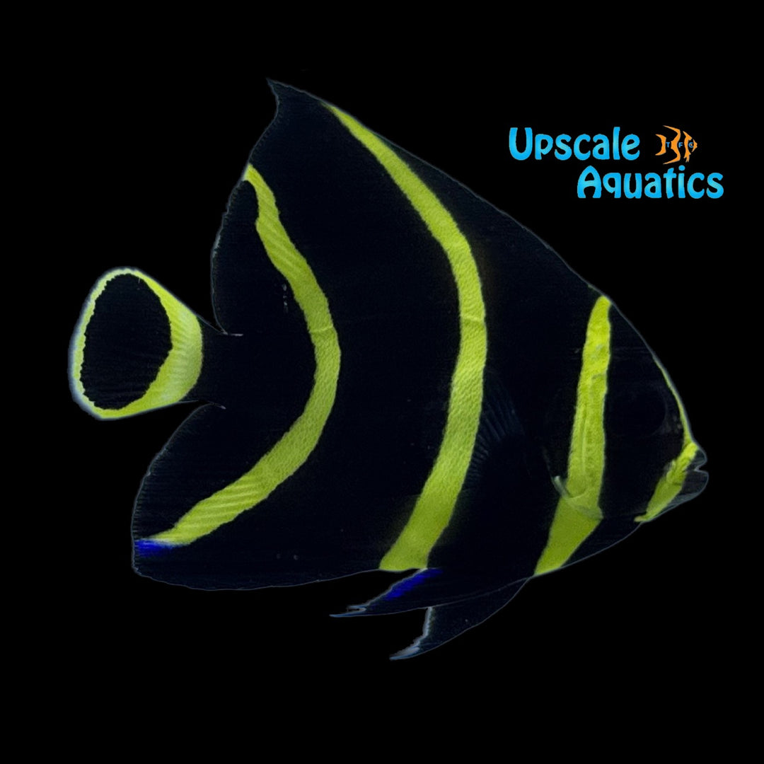 French Angelfish - Juvenile (Pomacanthus paru)
