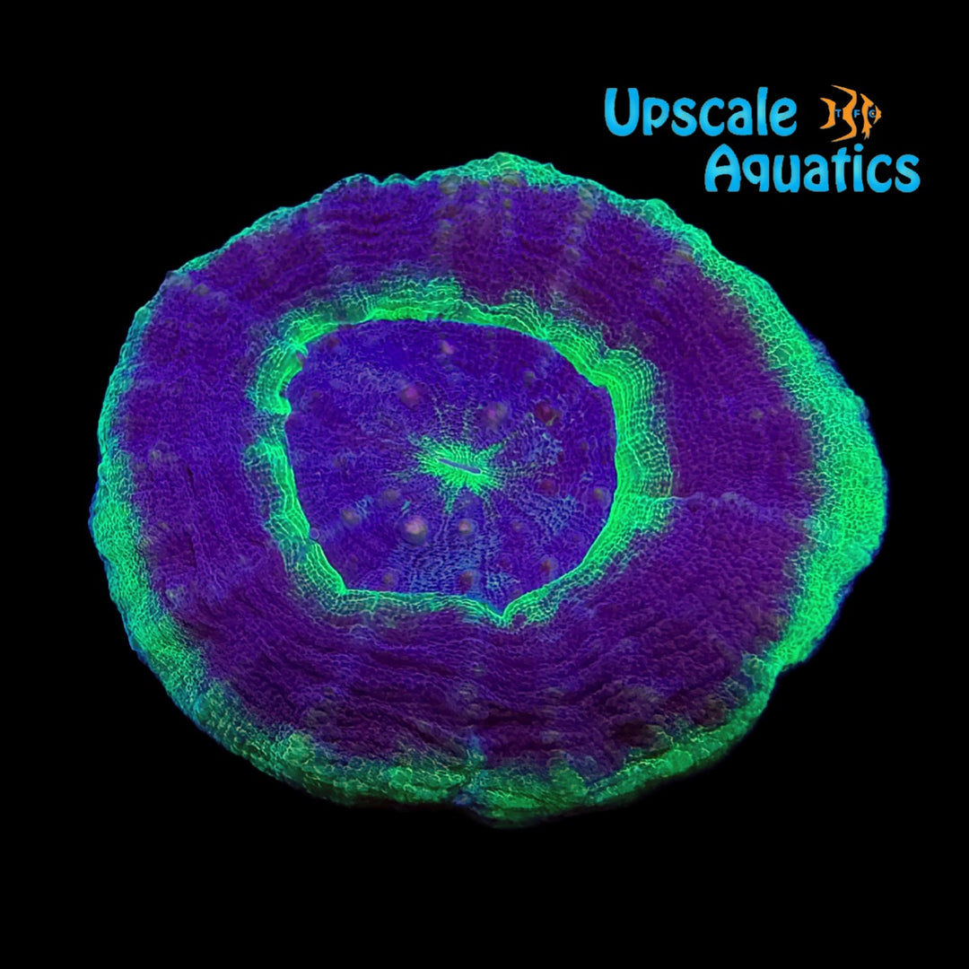 UFO Scoly (Scolymia australis)