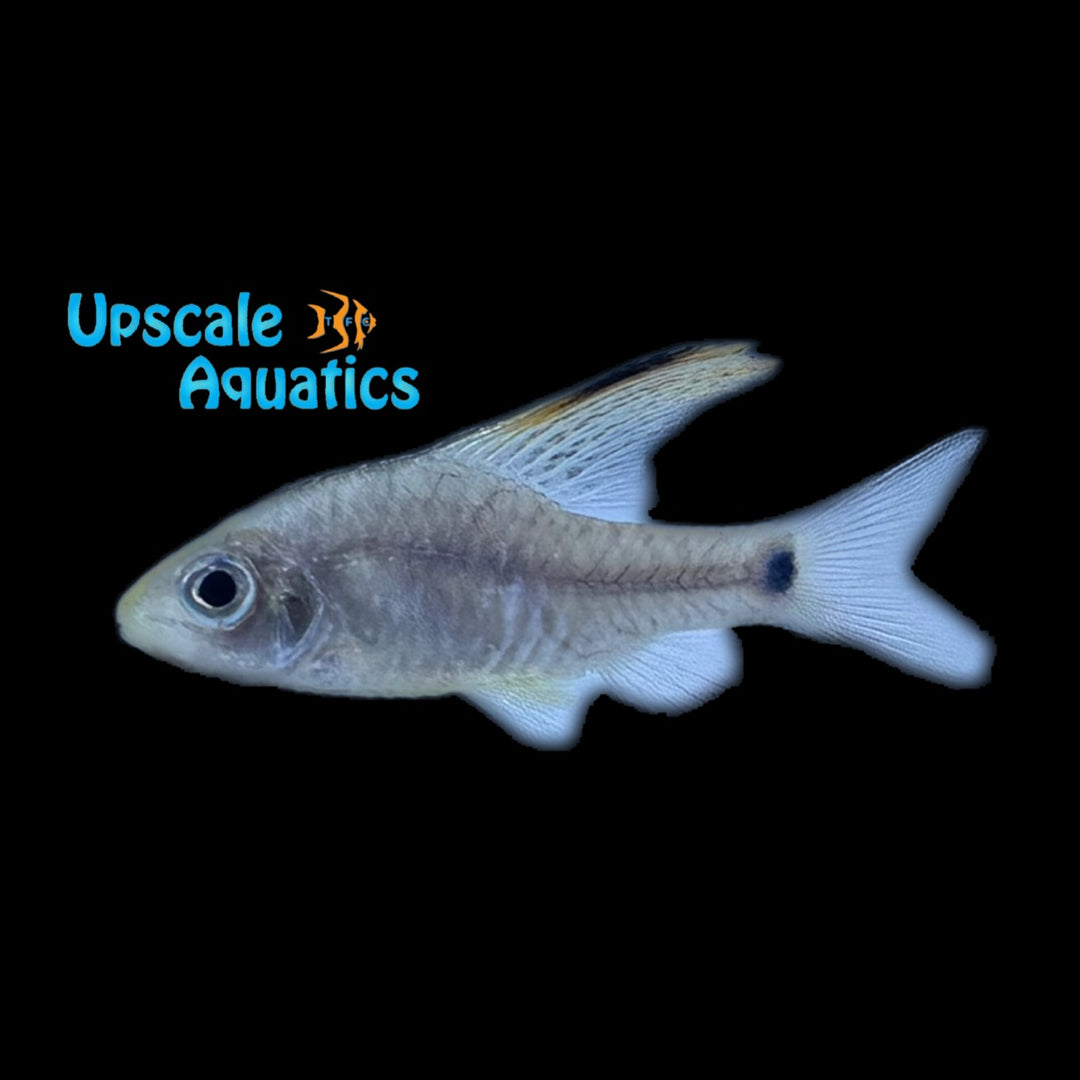 Drape Fin Barb (Oreichthys crenuchoides)