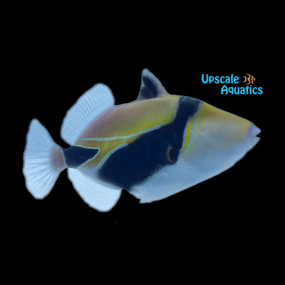 Humu Rectangle Triggerfish (Rhinecanthus rectangulus)
