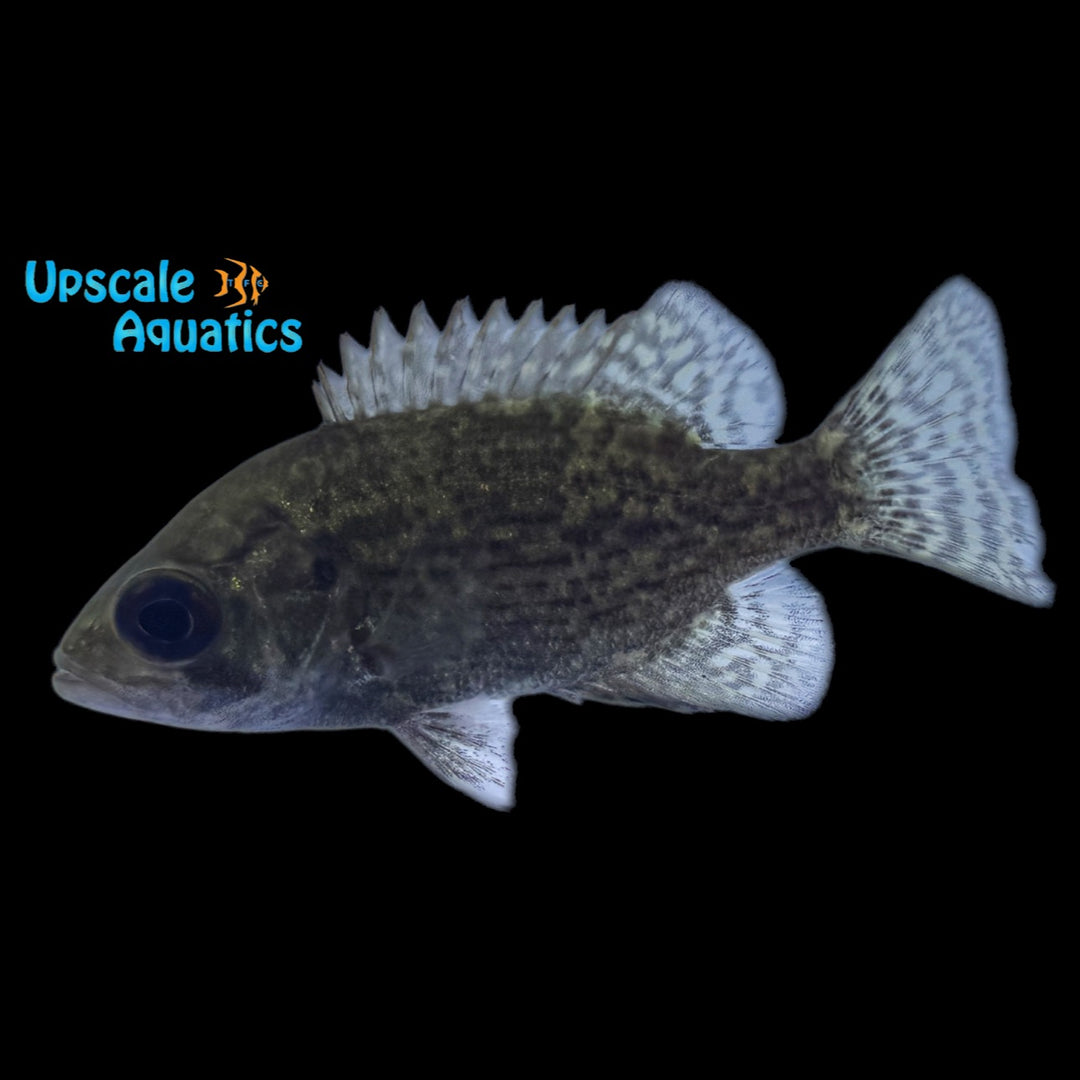 Rock Bass (Ambloplites rupestris)