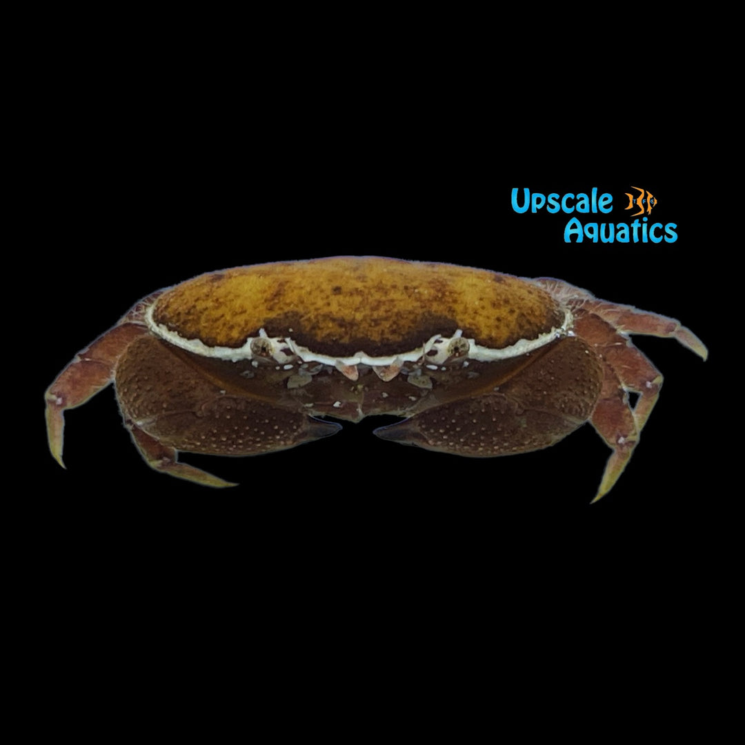 Red Egg Crab (Atergatis integerrimus)