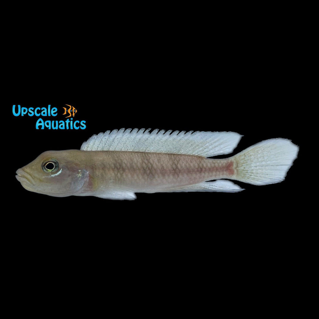 Lamprologus Tigripictilis