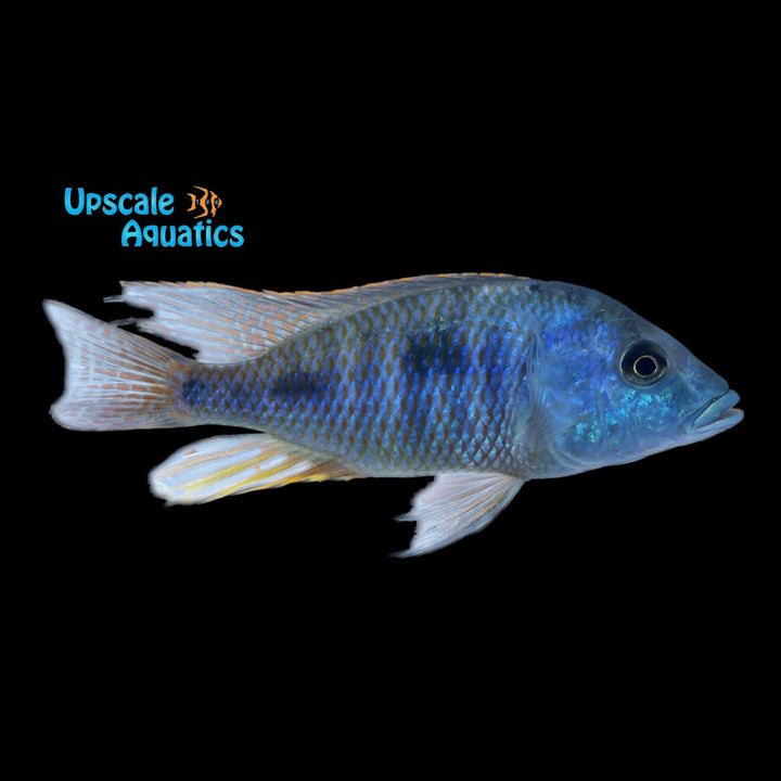 Otopharynx Tetrastigma
