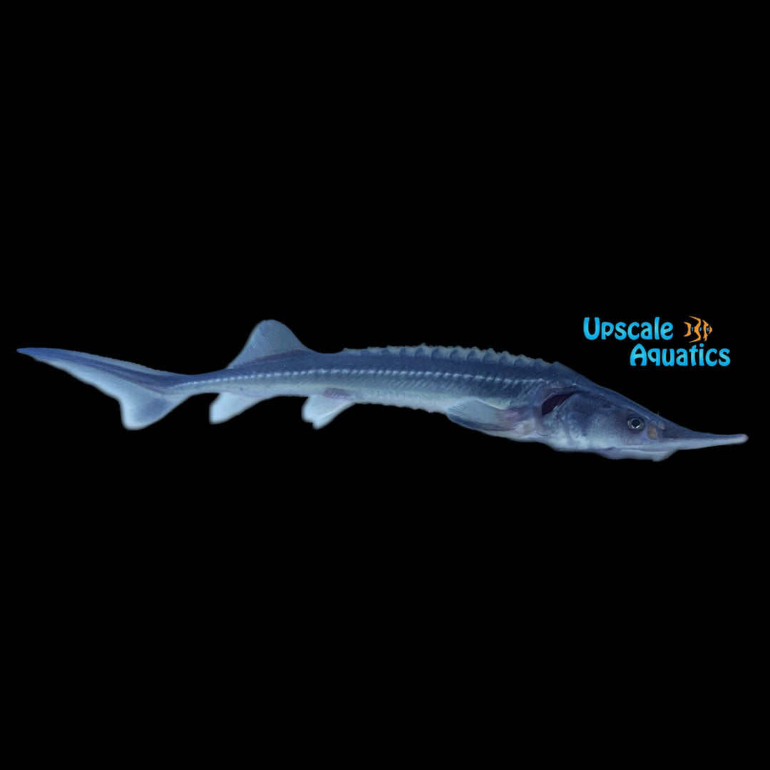 Siberian Sturgeon (Acipenser baerii)