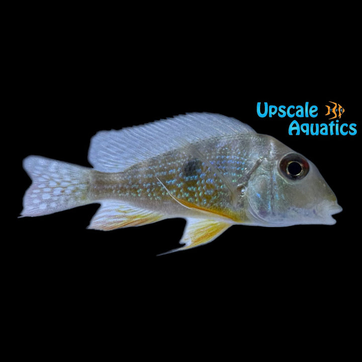 Gold Caqueta Geophagus (Geophagus sp. Rio Caqueta)