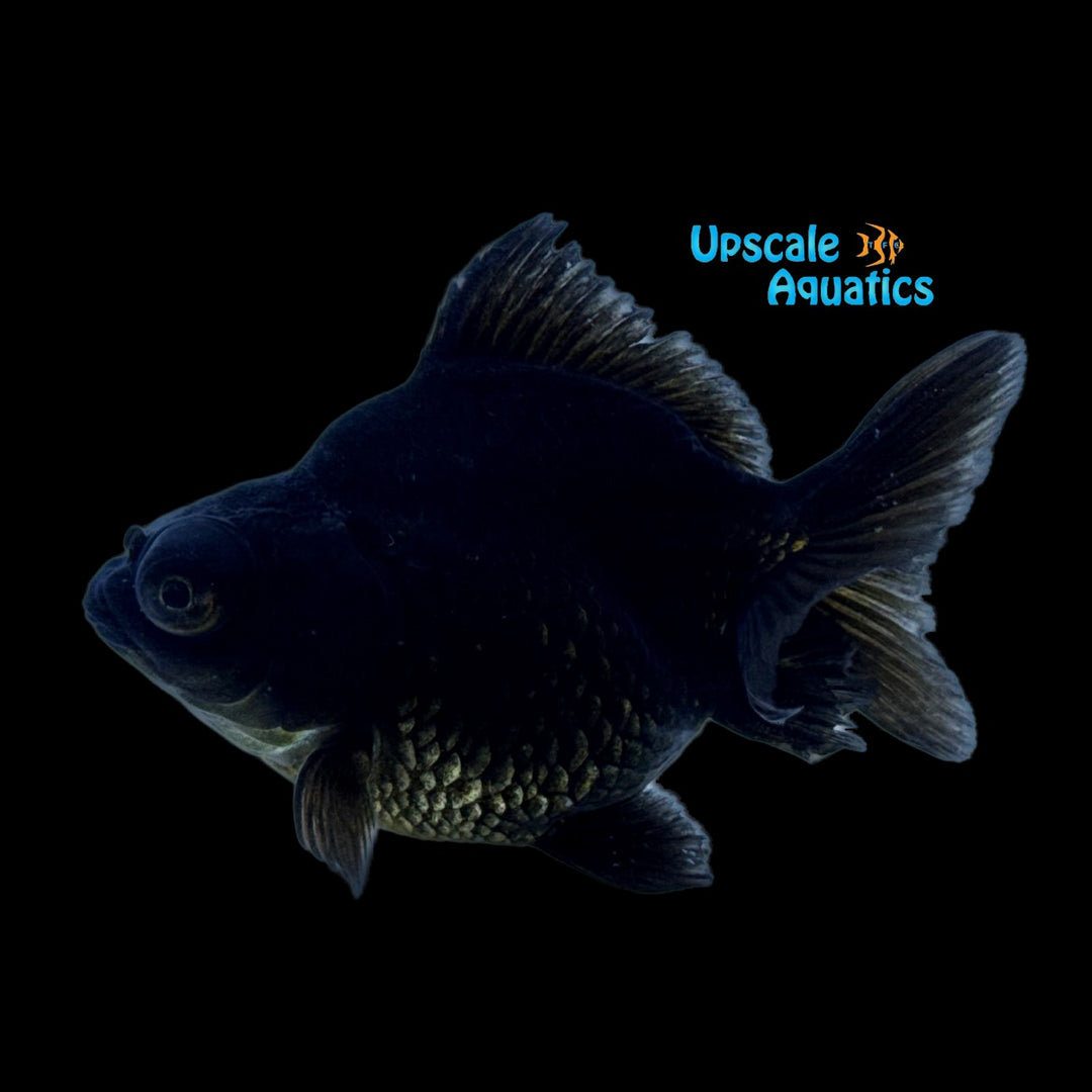 Black Demekin Goldfish (Carassius auratus)
