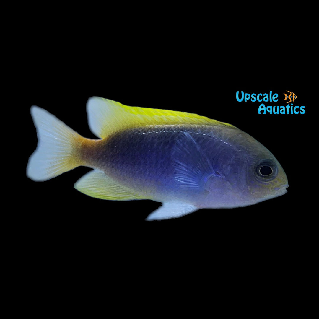 Yellowfin Damsel (Chrysiptera flavipinnis)