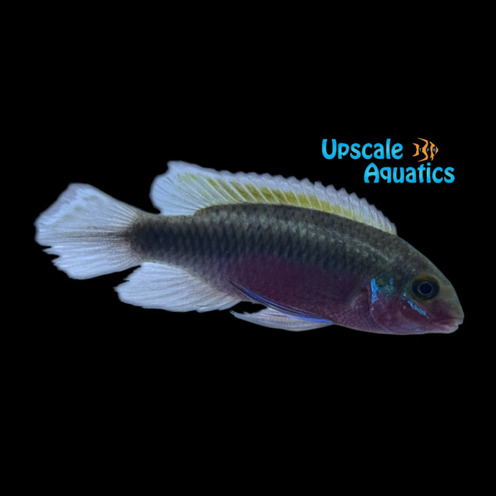 Scarlet Red Kribensis (Pelvicachromis sacrimontis red)