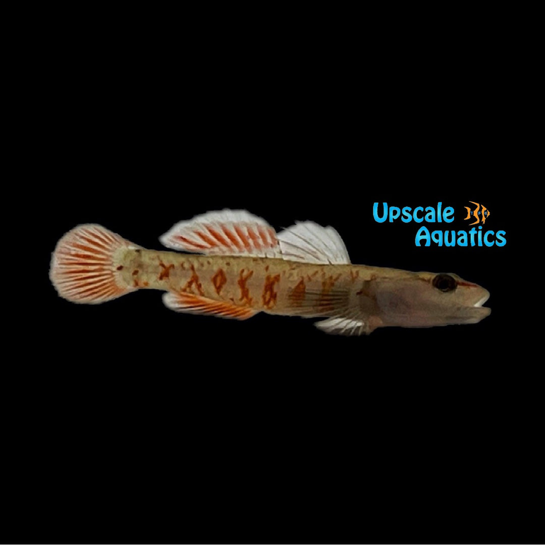 Zhou's Scarlet Goby (Rhinogobius zhoui)