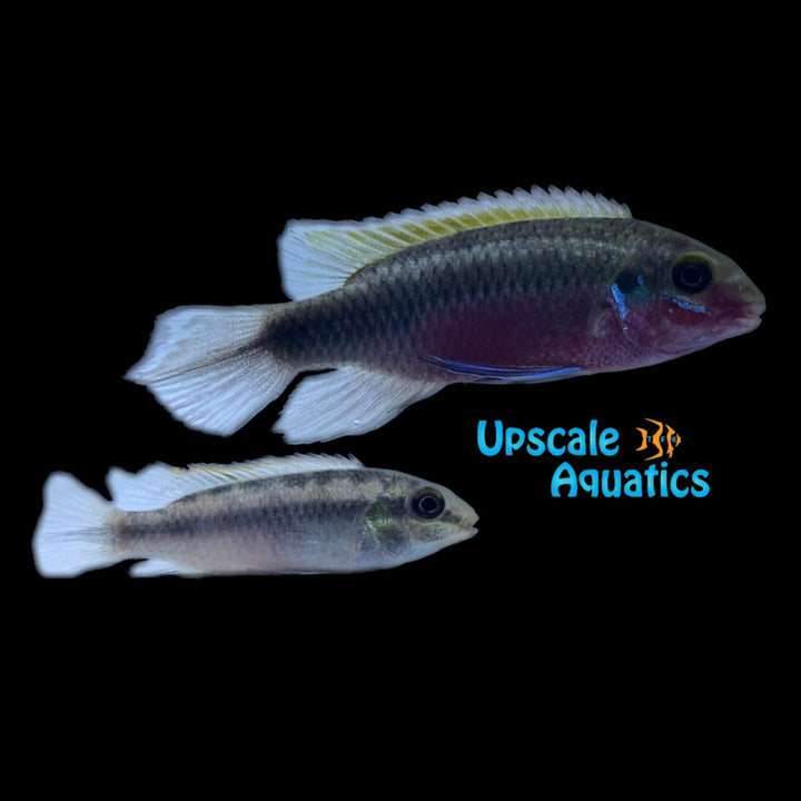 Scarlet Red Kribensis (Pelvicachromis sacrimontis red)