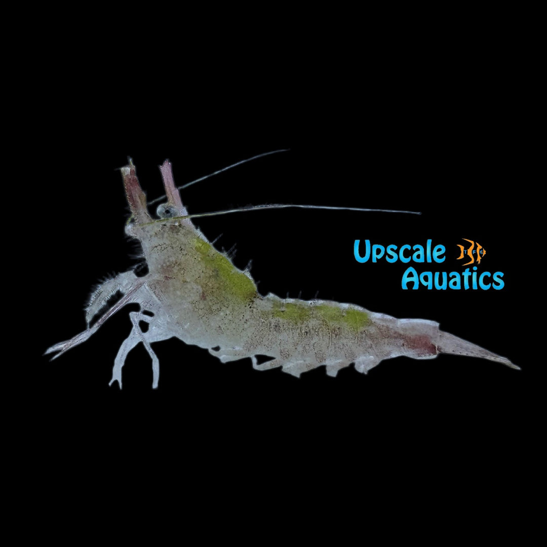 Caribbean Rhino Shrimp (Xiphocaris elongata)