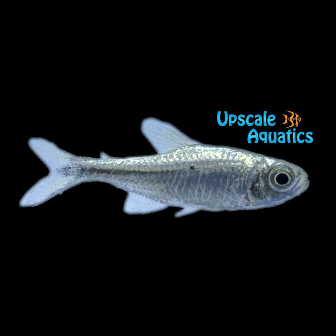 Gold Tetra (Hemigrammus rodwayi)