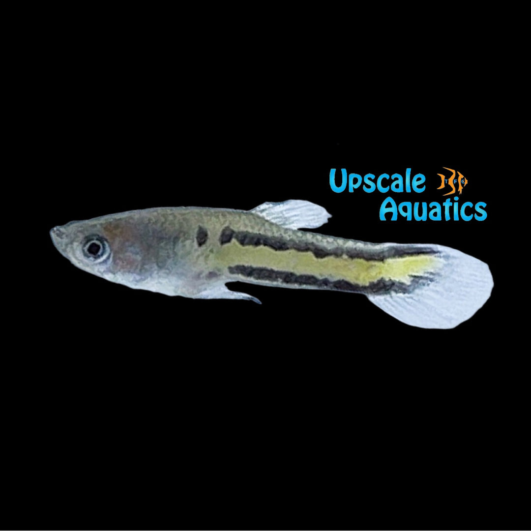 Yellow Melazona Guppy (Micropoecilia parae)