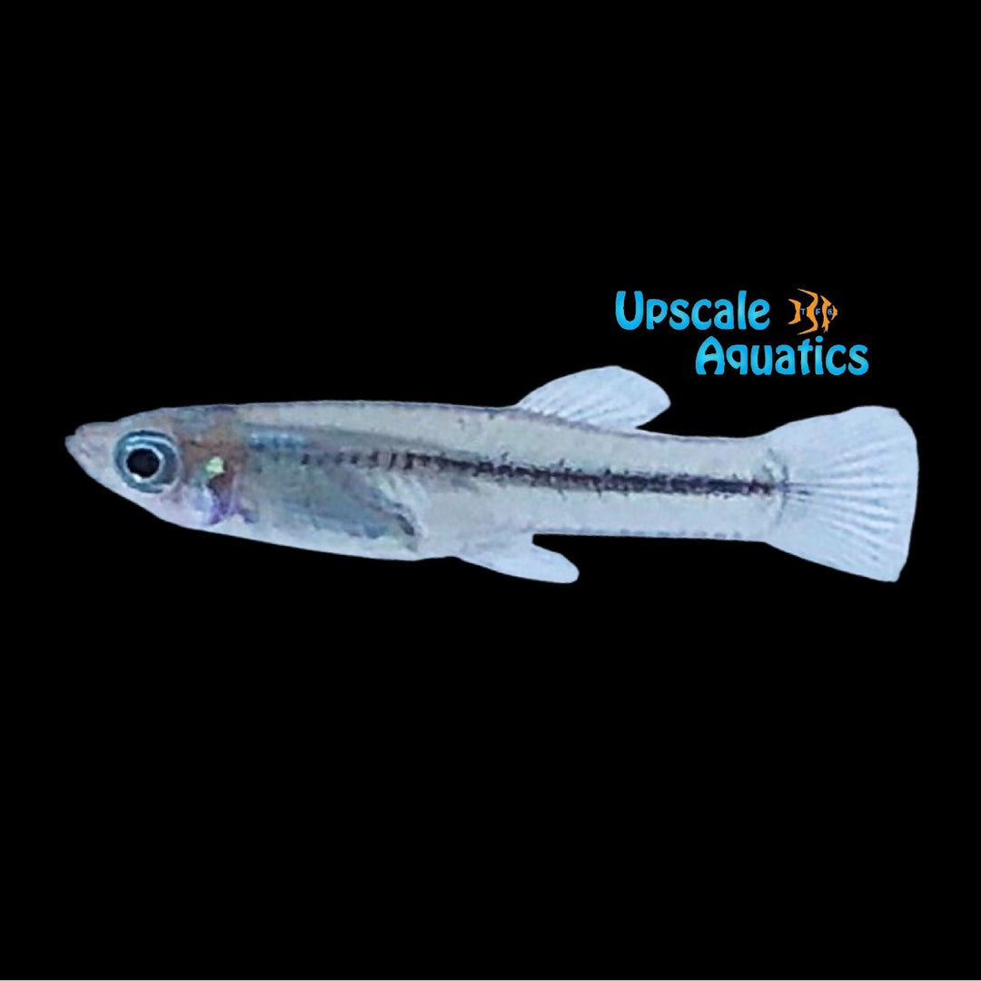 Black Line Mosquito Fish (Flexipenis vittata)