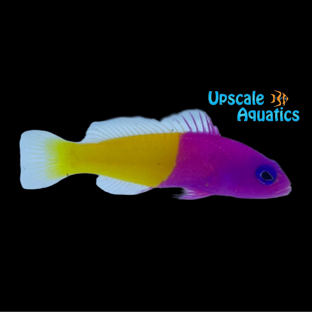 Blue Eye Royal Dottyback (Pictichromis dinar)