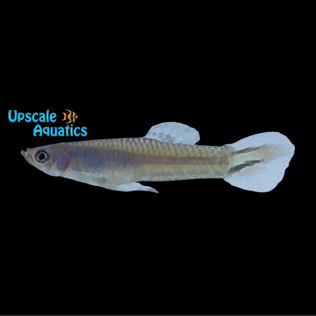Blue Melanzona Guppy (Micropoecilia parae)