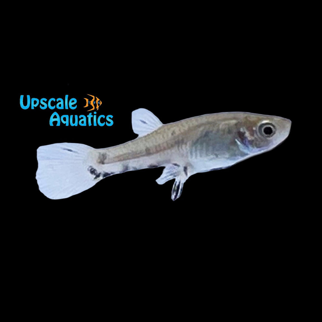 Speckled Livebearer (Phalloceros caudimaculatus)