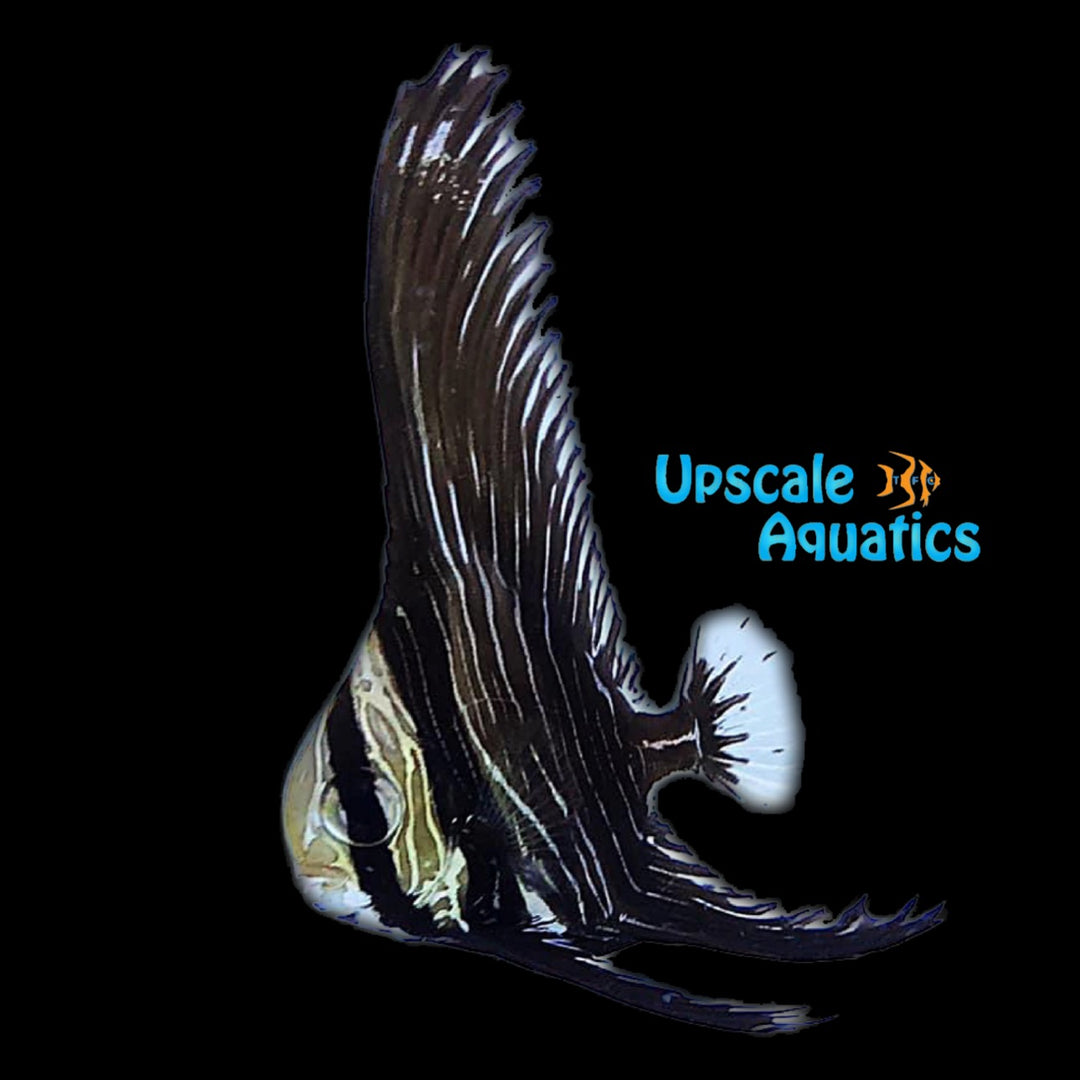 Zebra Batfish (Platax batavianus)
