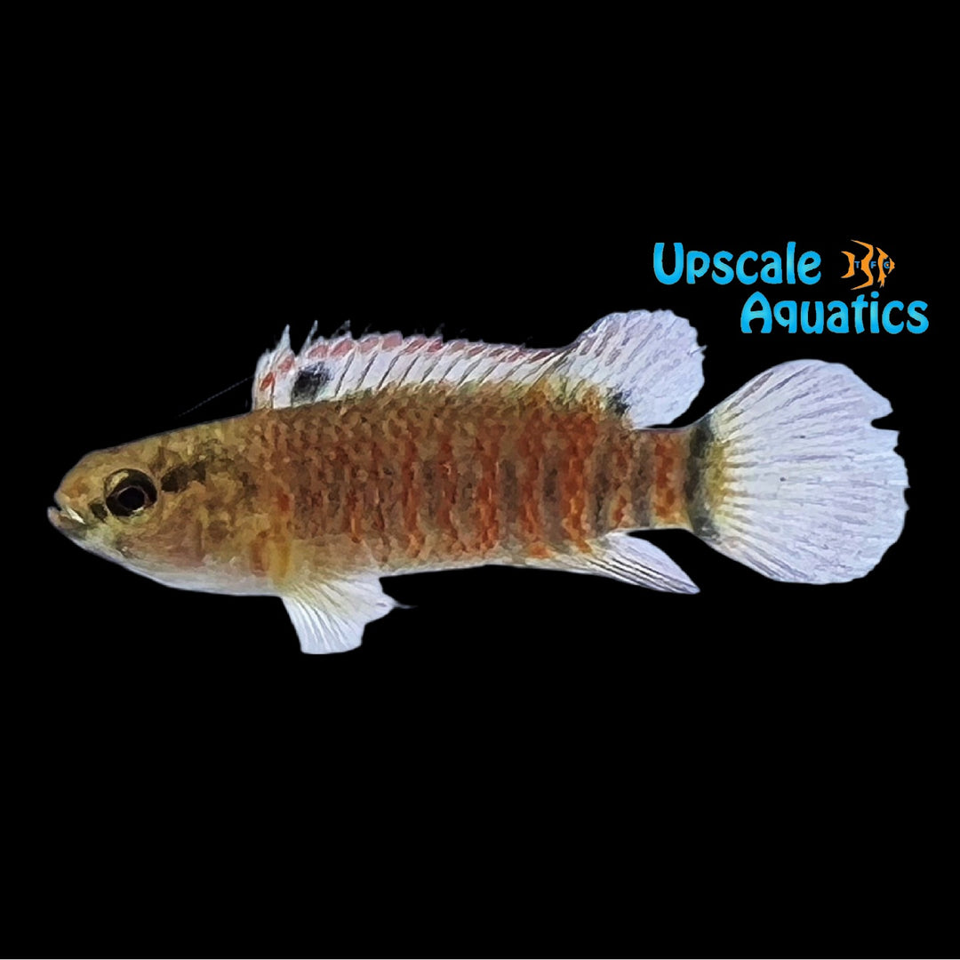 Tiger Badis (Nadis kyar)