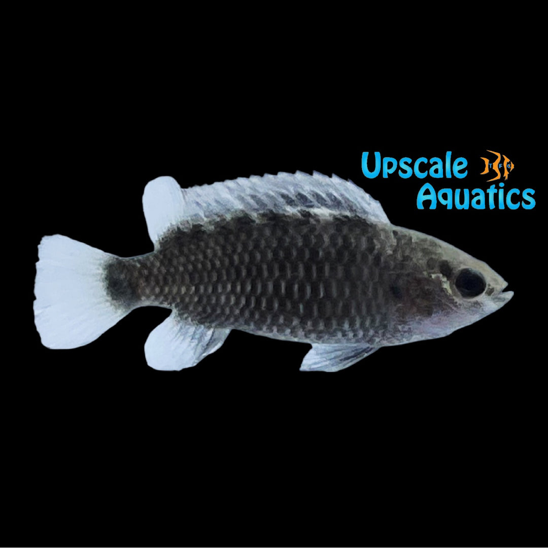Blue Badis (Badis badis)