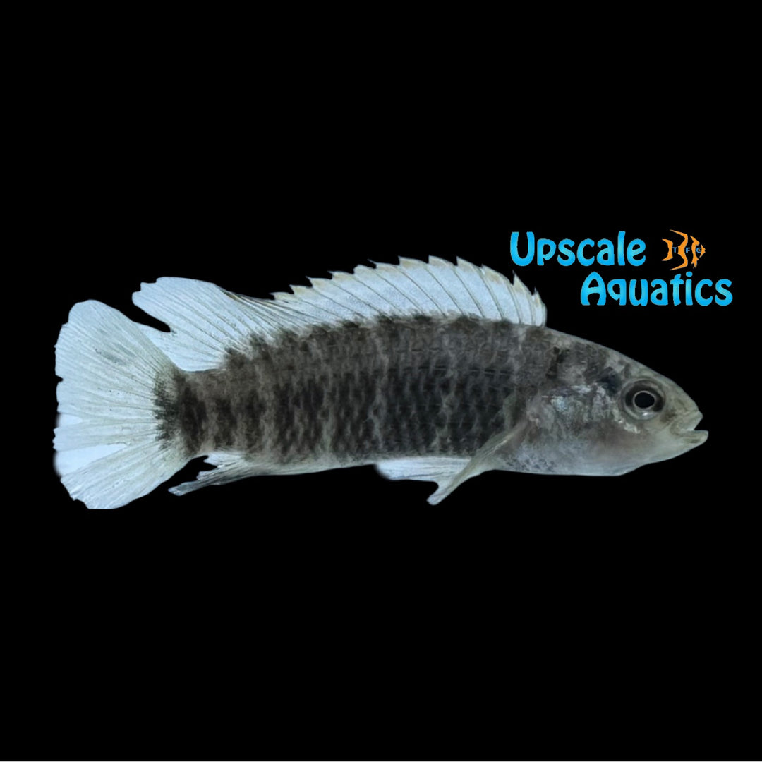 Pinstripe Badis (Badis kaladanensis)