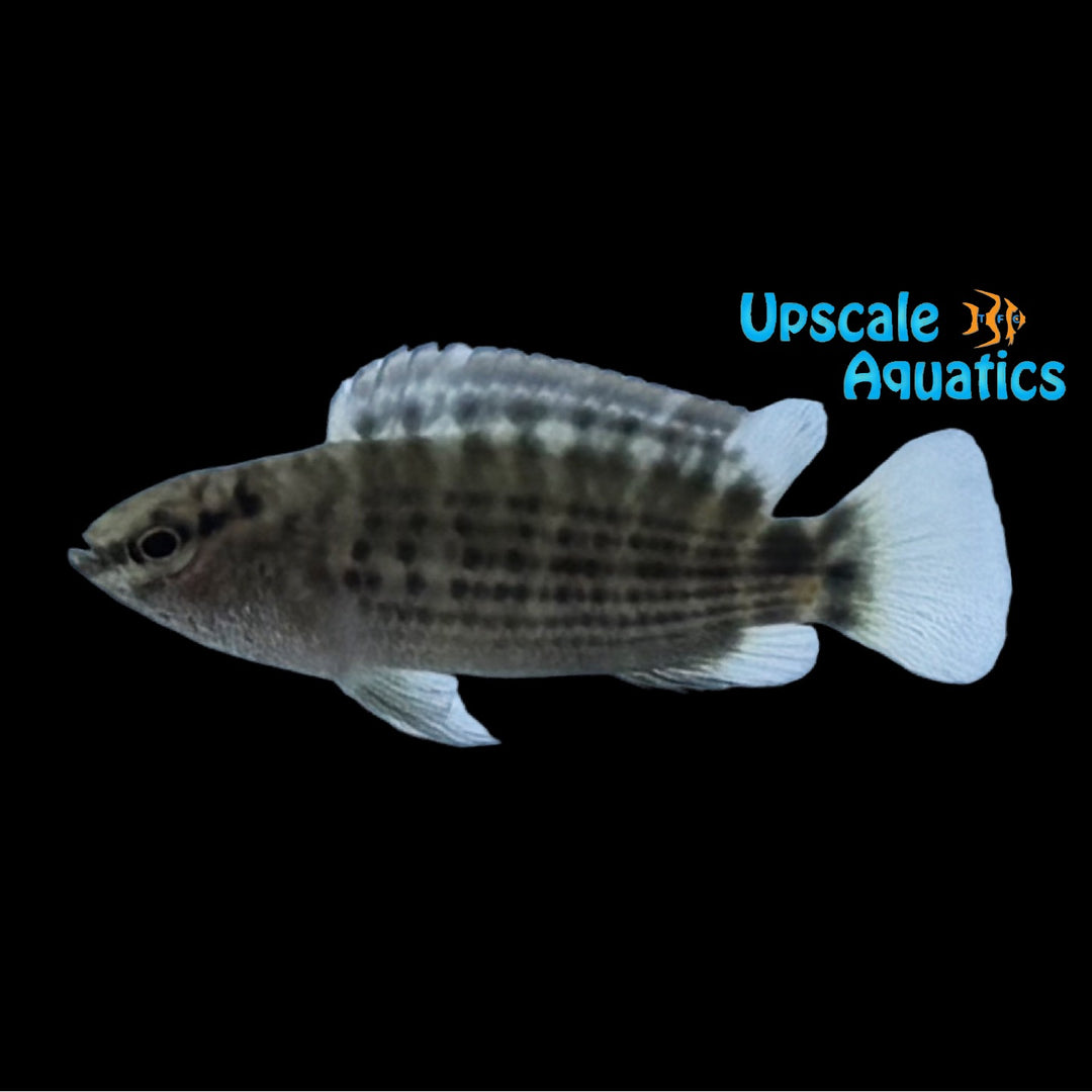 Burmese Red Neon Badis (Badis ruber)