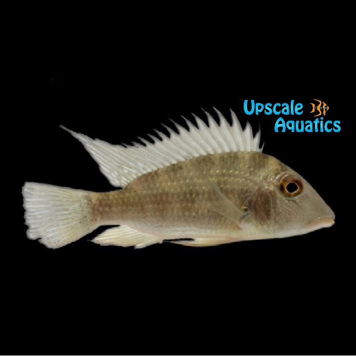 Jurupari Eartheater (Satanoperca jurupari)