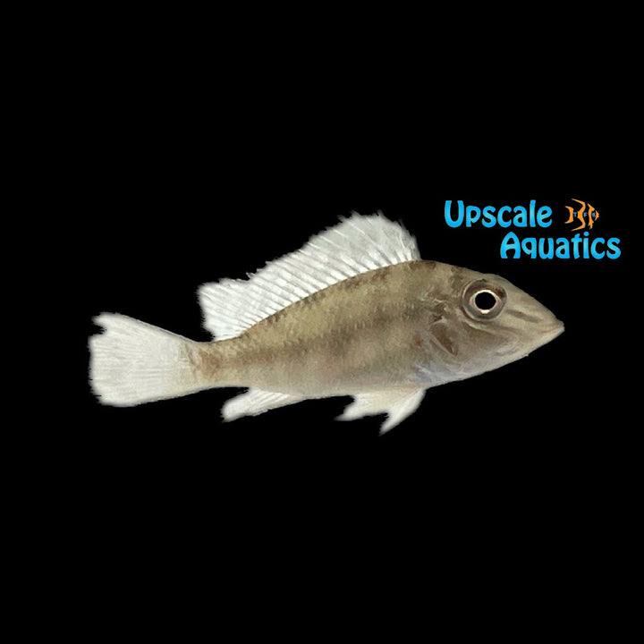 Jurupari Eartheater (Satanoperca jurupari)