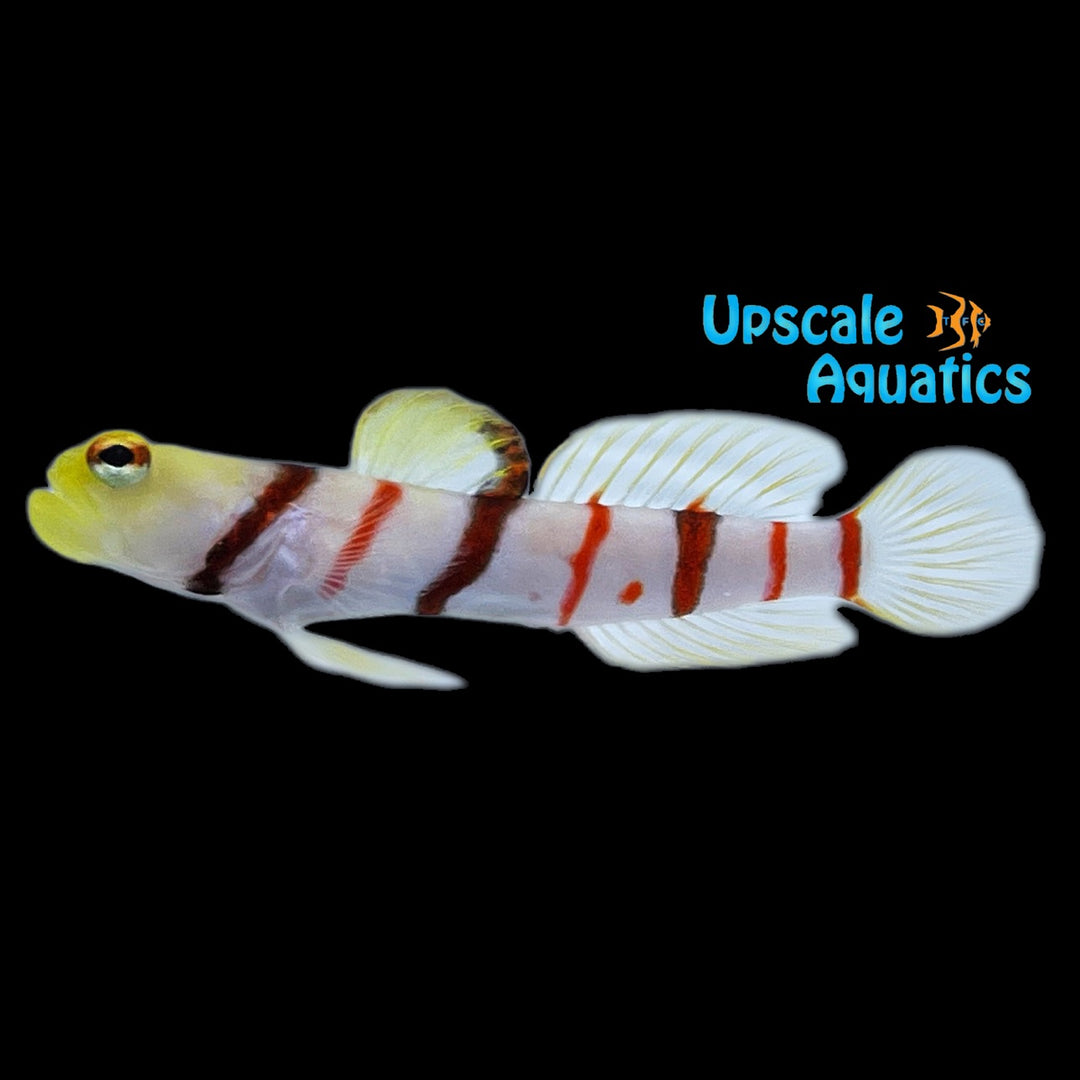 Dracula Goby (Stonogobiops dracula)