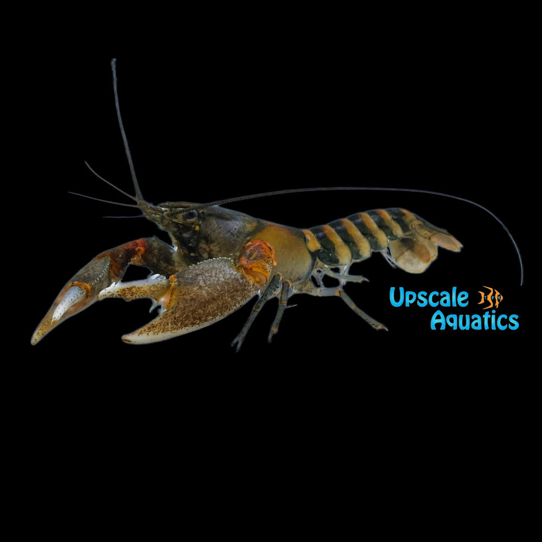 Zebra Tiger Lobster (Cherax peknyi)