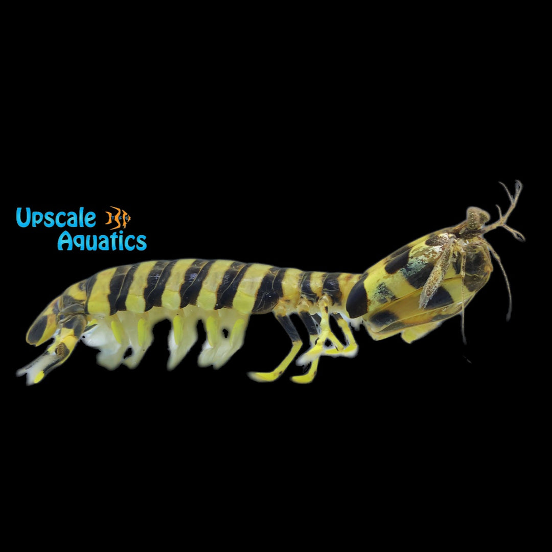 Zebra Mantis Shrimp (Lysiosquillina maculata)
