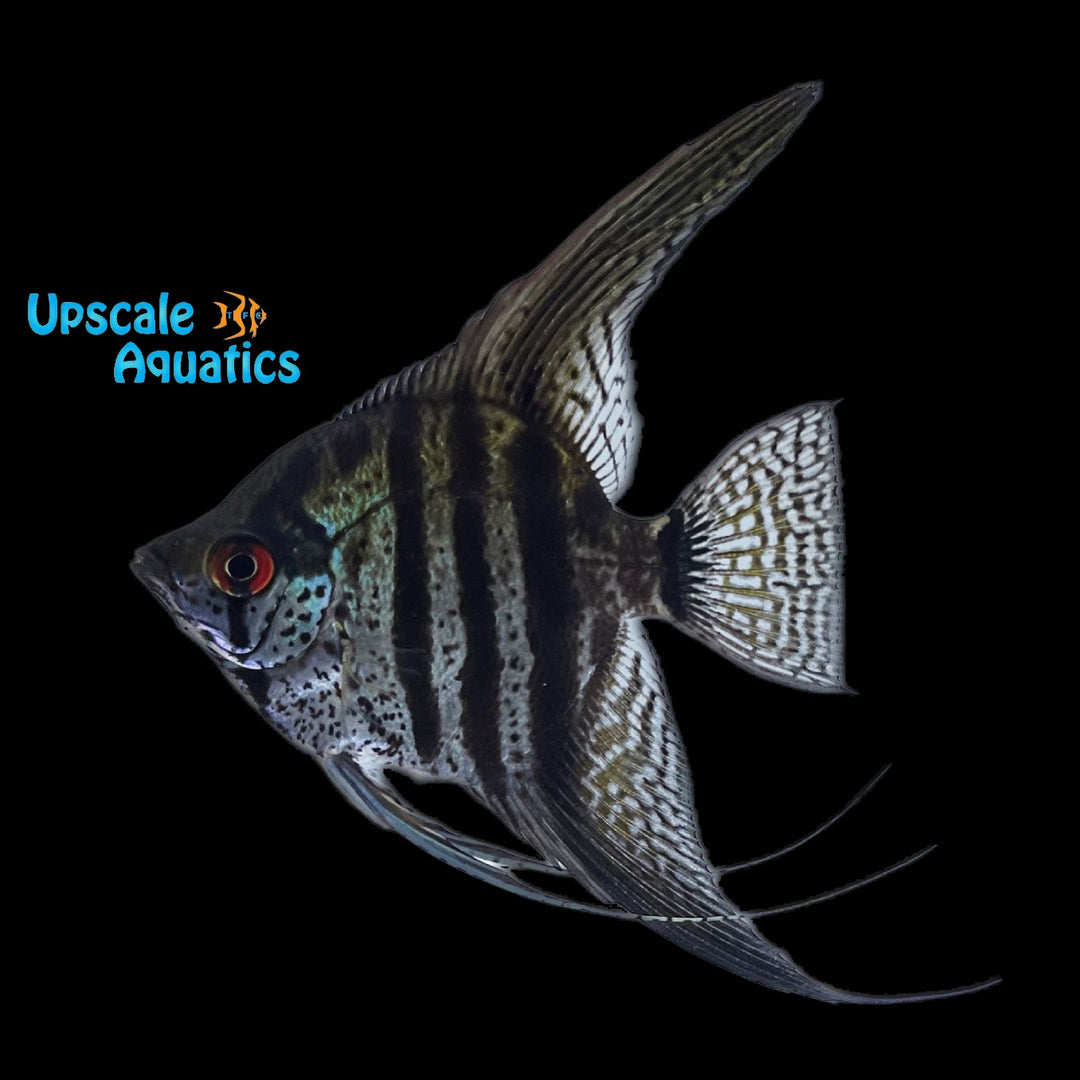 Zebra Lace Angelfish (Pterophyllum scalare)