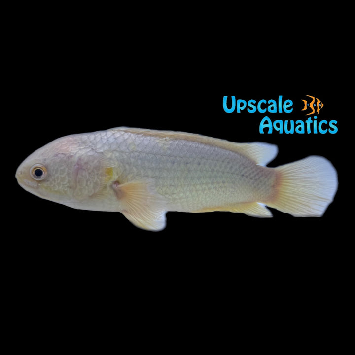 Golden Climbing Perch (Anabas testudineus)