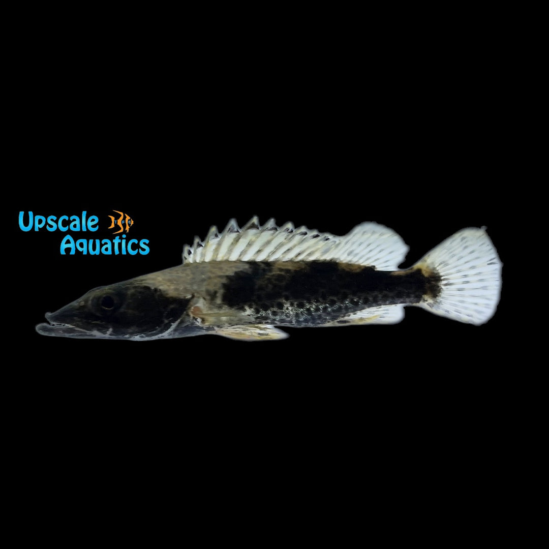 Slender Pike Perch (Siniperca roulei)