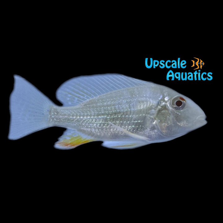 Albino Heckelii Cichlid (Acarichthys heckelii albino)