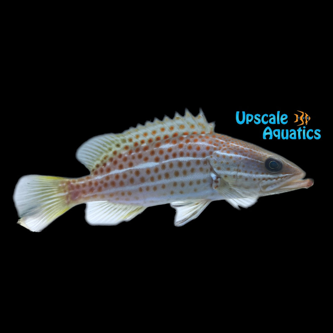 Slender Grouper (Anyperodon leucogrammicus)
