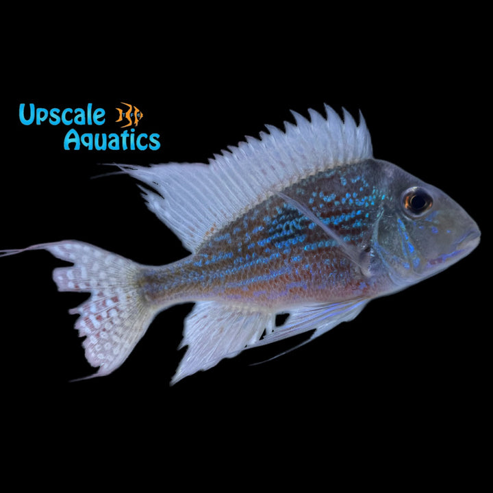 Geophagus Sveni