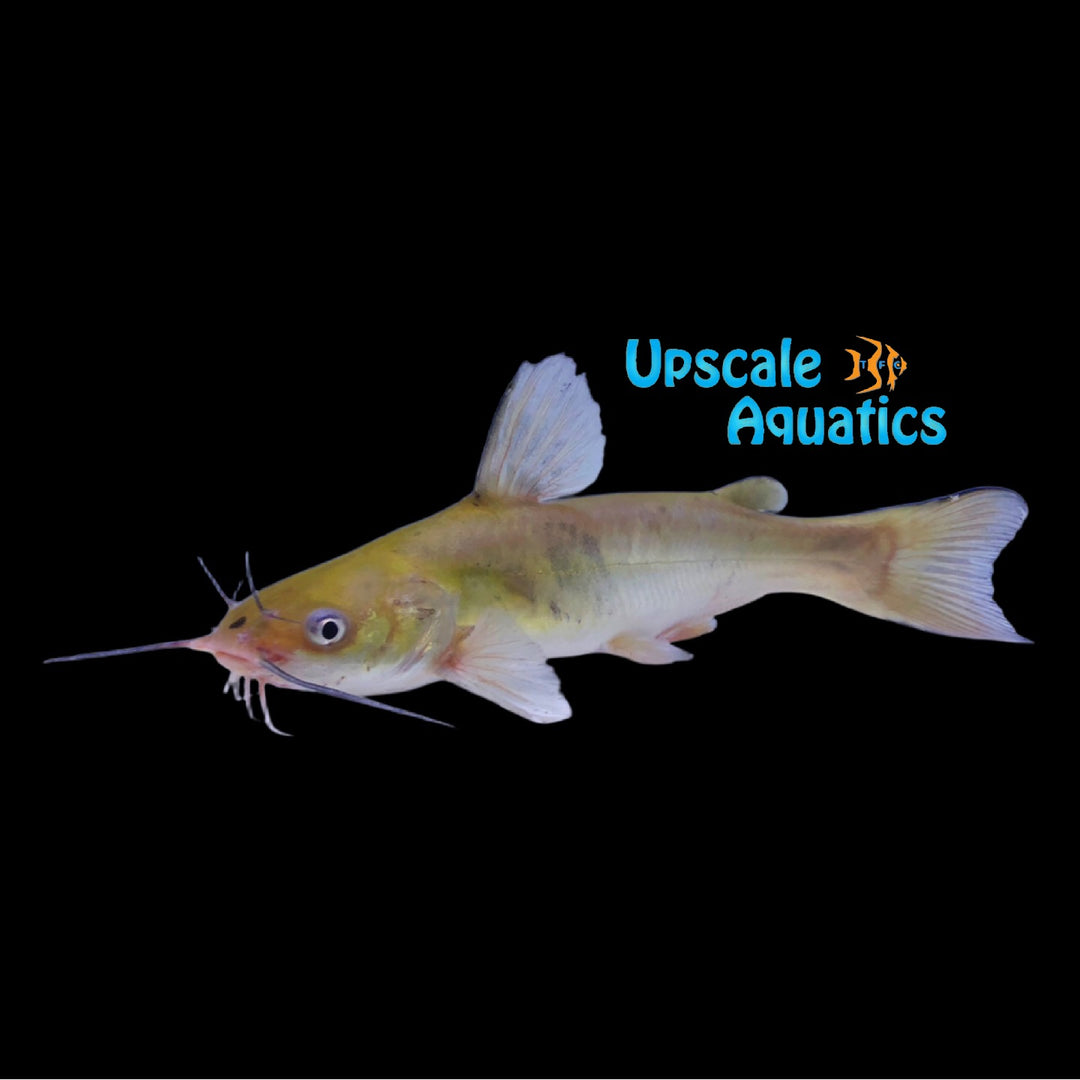 White Bullhead Catfish (Ameiurus catus)