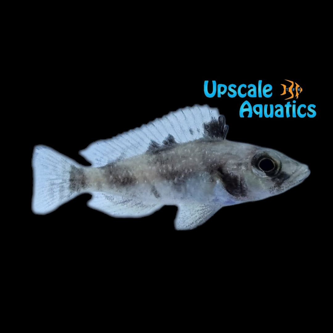 Lamprologus Lemairii
