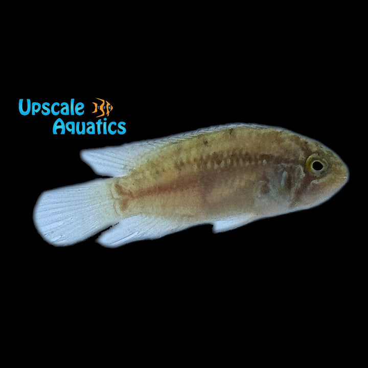 Zebra Acara Cichlid (Ivanacara adoketa)