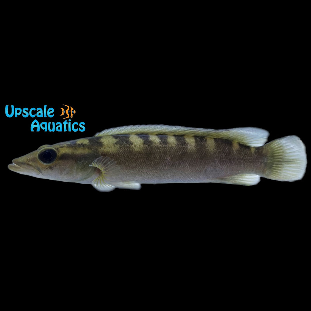 Dandara Pike 'Xingu III'(Crenicichla dandara)