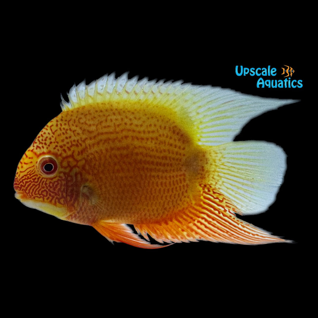 Red Spot Gold Severum (Heros cf. efasciatus)