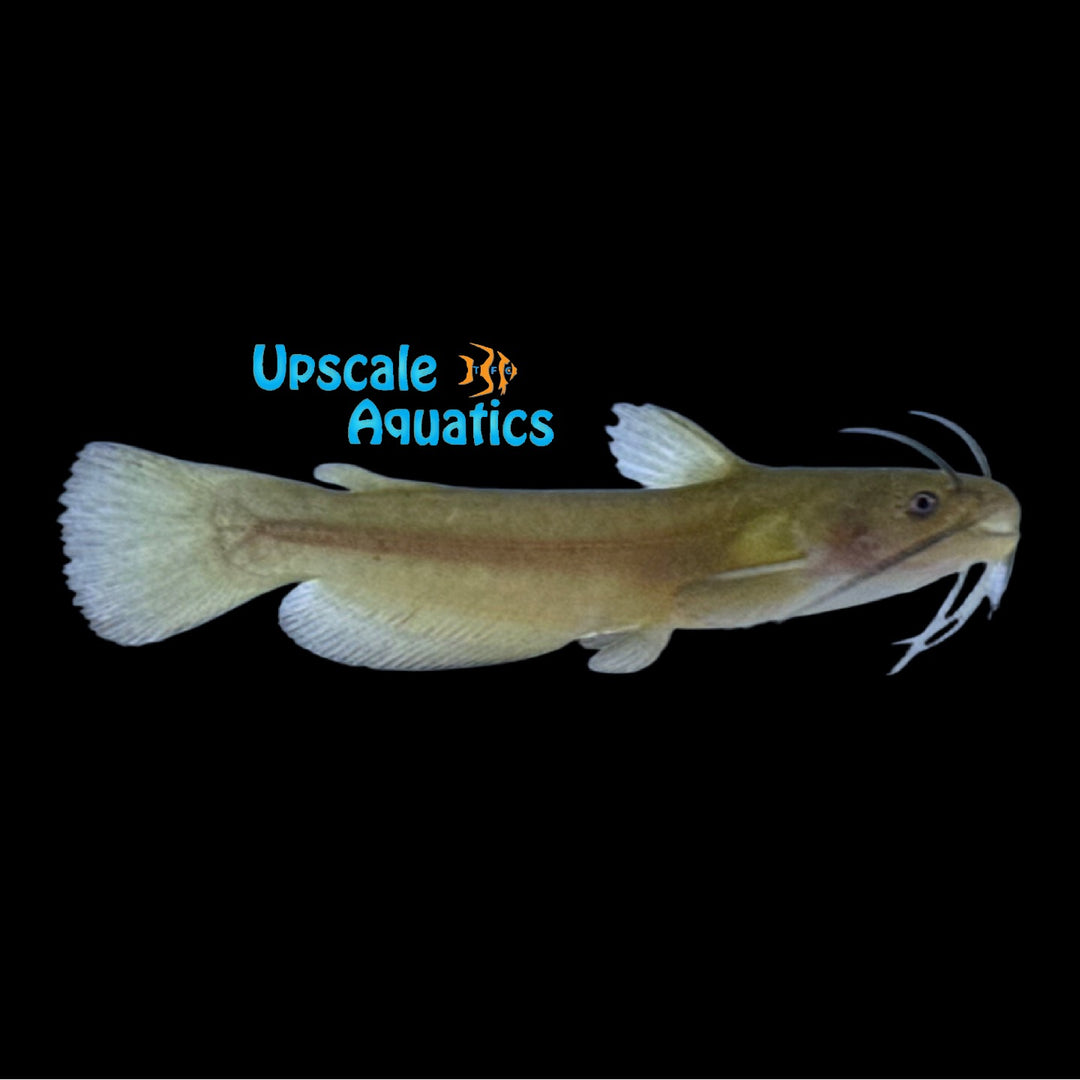 Yellow Bullhead Catfish (Ameiurus natalis)