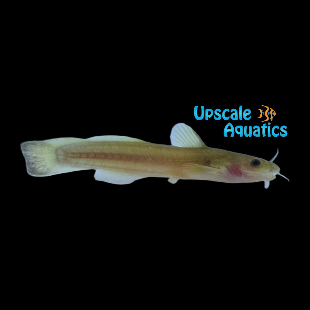 Margined Madtom Catfish (Noturus insignis)